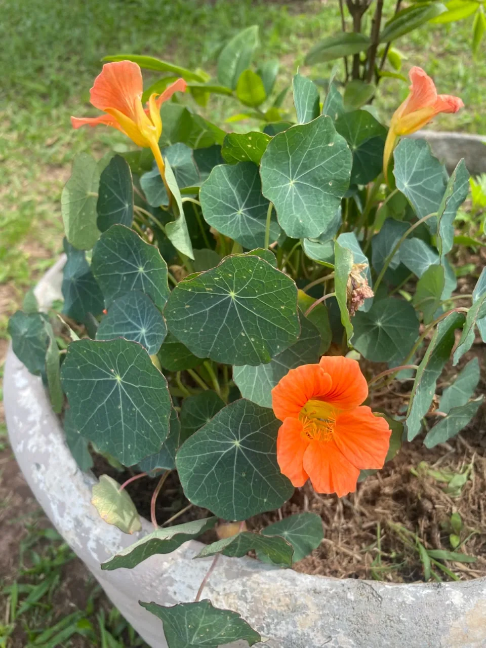 Flores na área externa da Mia Asa Verde em São Pedro, SP